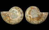 Cut & Polished Ammonite (Anapuzosia?) Pair - Madagascar #77409-1